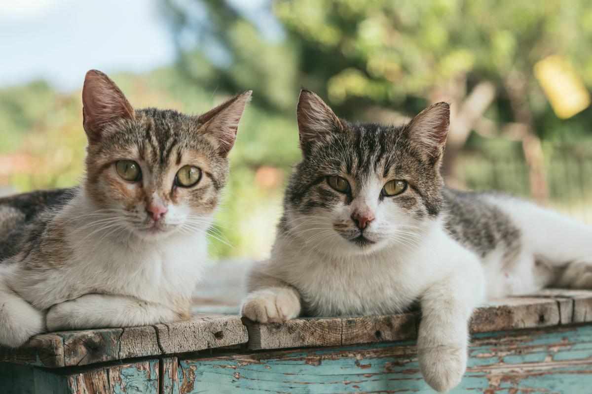 Forensic Lab Finds Faux Fur Gloves Sold at Popular Markets Were Actually Made of Domestic Cat