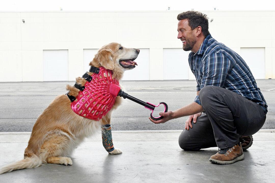 Meet the Man Who’s Helped Thousands of Animals With Limited Mobility Walk Again