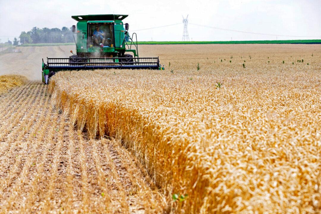 World Has Just ‘10 Weeks’ of Wheat Supplies Left in Storage, Analyst Warns