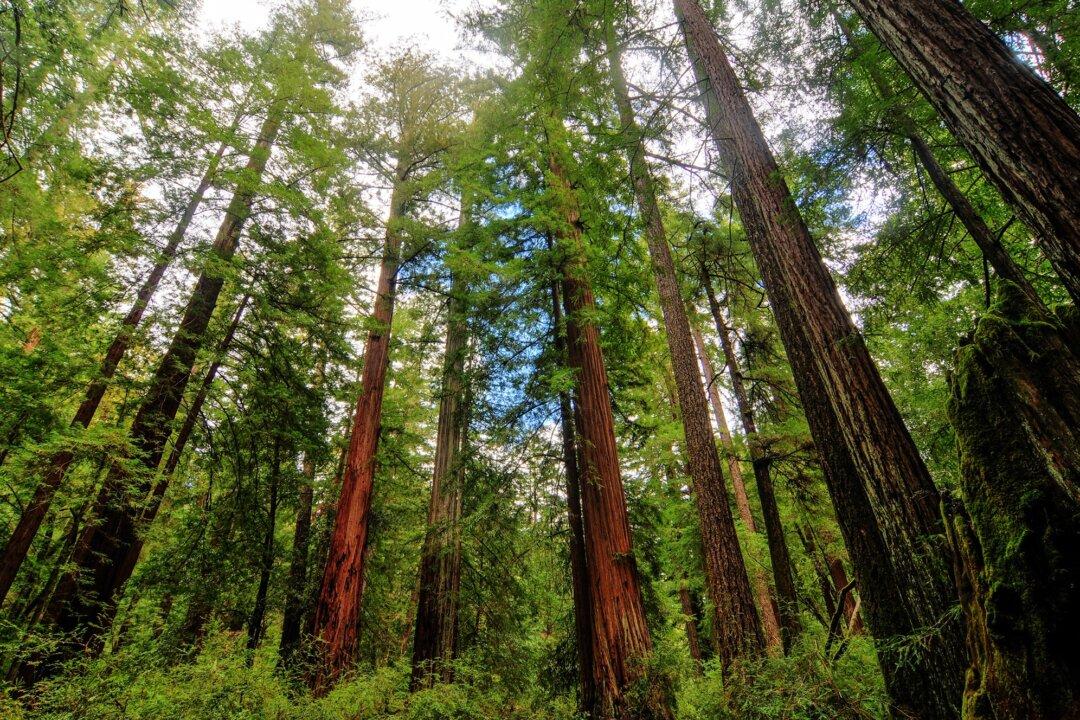 Once-Trampled (And Secret) Grove of Titans Redwood Stand in Northern California Reopens