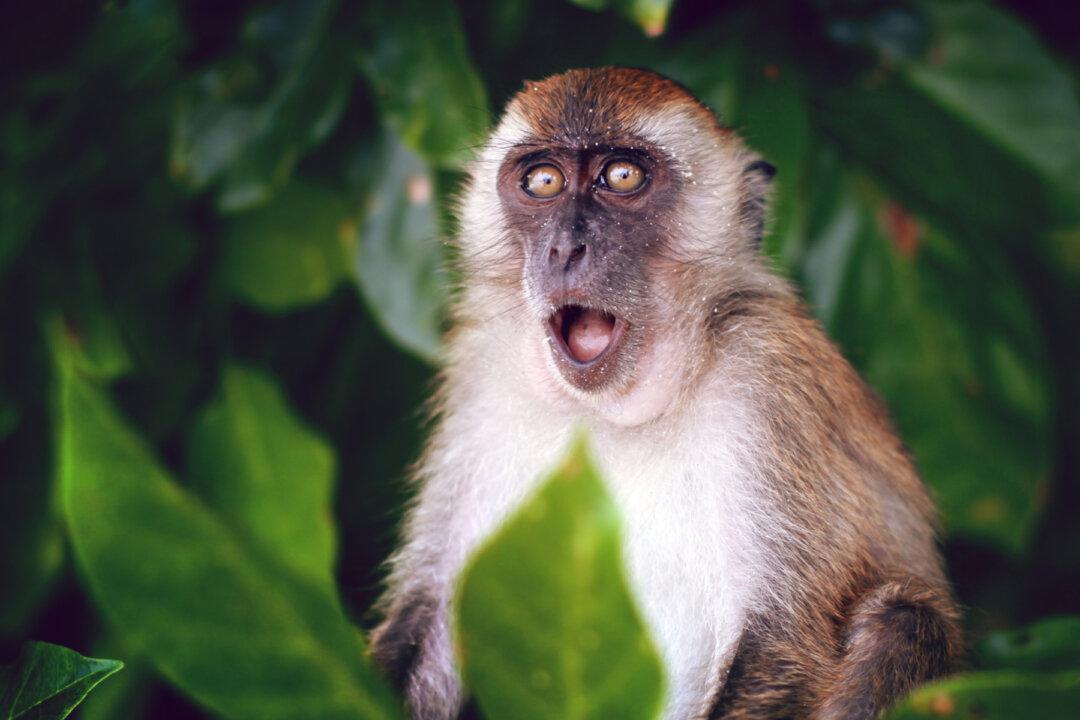 Monkeypox Was a Table-Top Simulation Only Last Year