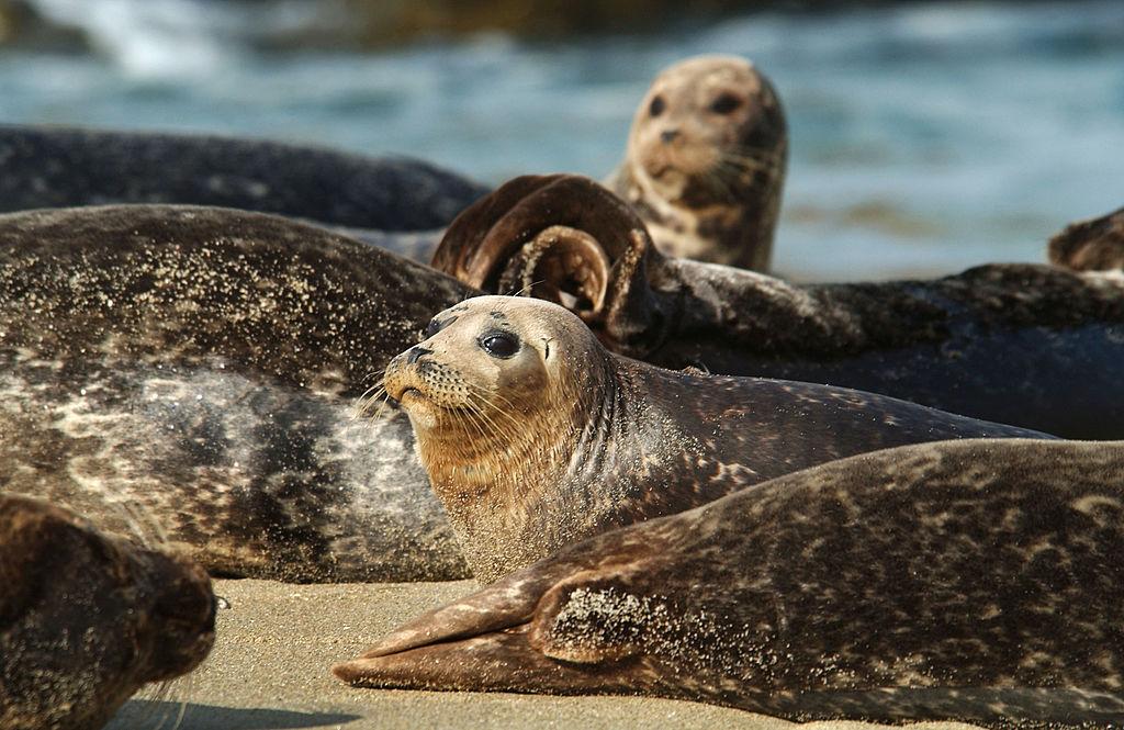 Point La Jolla to Close for Sea Lions