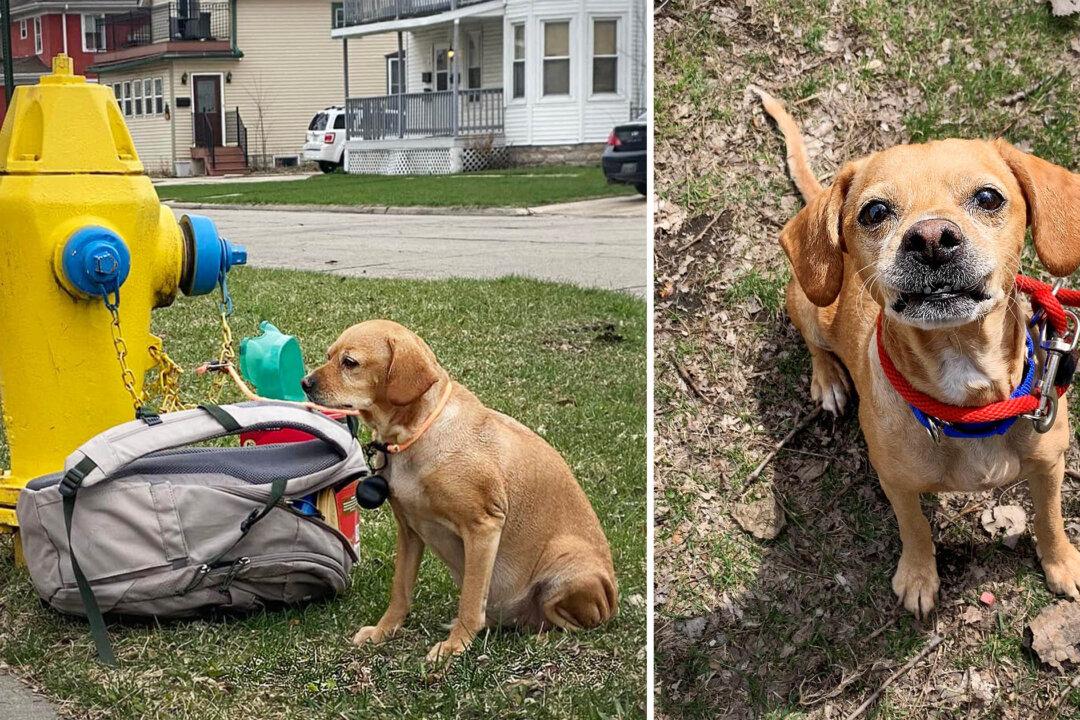 Heartbreaking Photo of Dog Found Tied to Fire Hydrant With Note Goes Viral, Leads to Adoption