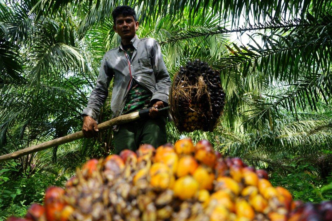 Indonesia Policy Uncertainty Hampers Resumption of Palm Oil Exports