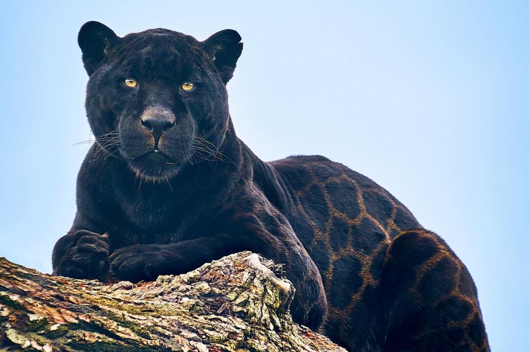 Photos: Black Jaguar’s Rare Glistening Rosette Coat Looks Like ‘Printed Silk’