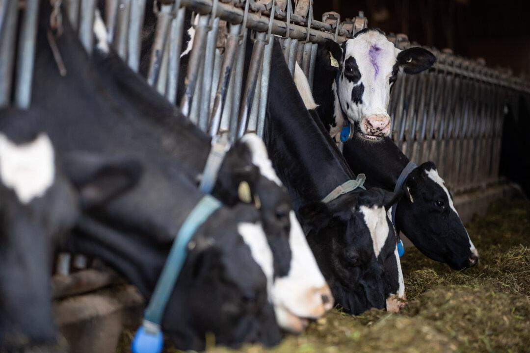 Canada Stands by Its Dairy Quotas as US Files Second Trade Complaint