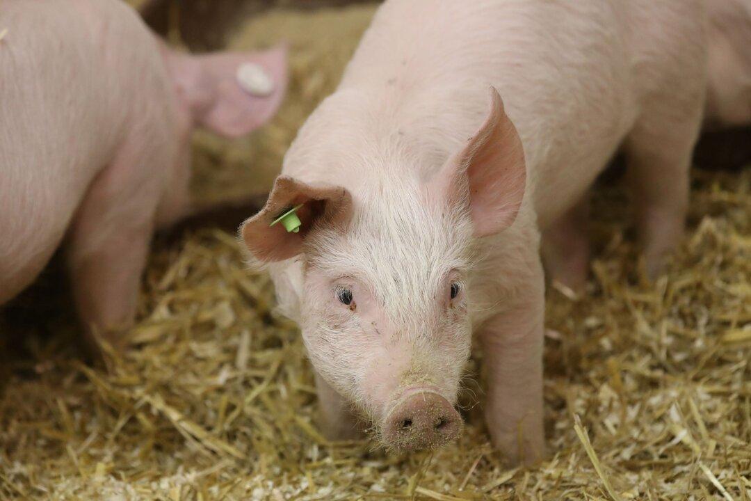 African Swine Fever Case Found on Pig Farm in South Korea