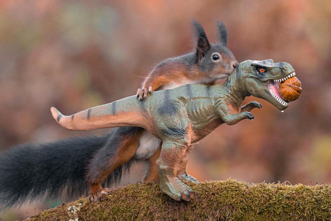 Photographer Captures Squirrels Playing With Toy Dinosaurs in an Adorable Photo Series