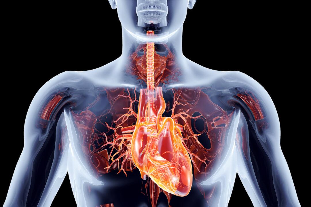 Study Finds Mechanism of Regeneration After Heart Attack, Potential Use as Treatment