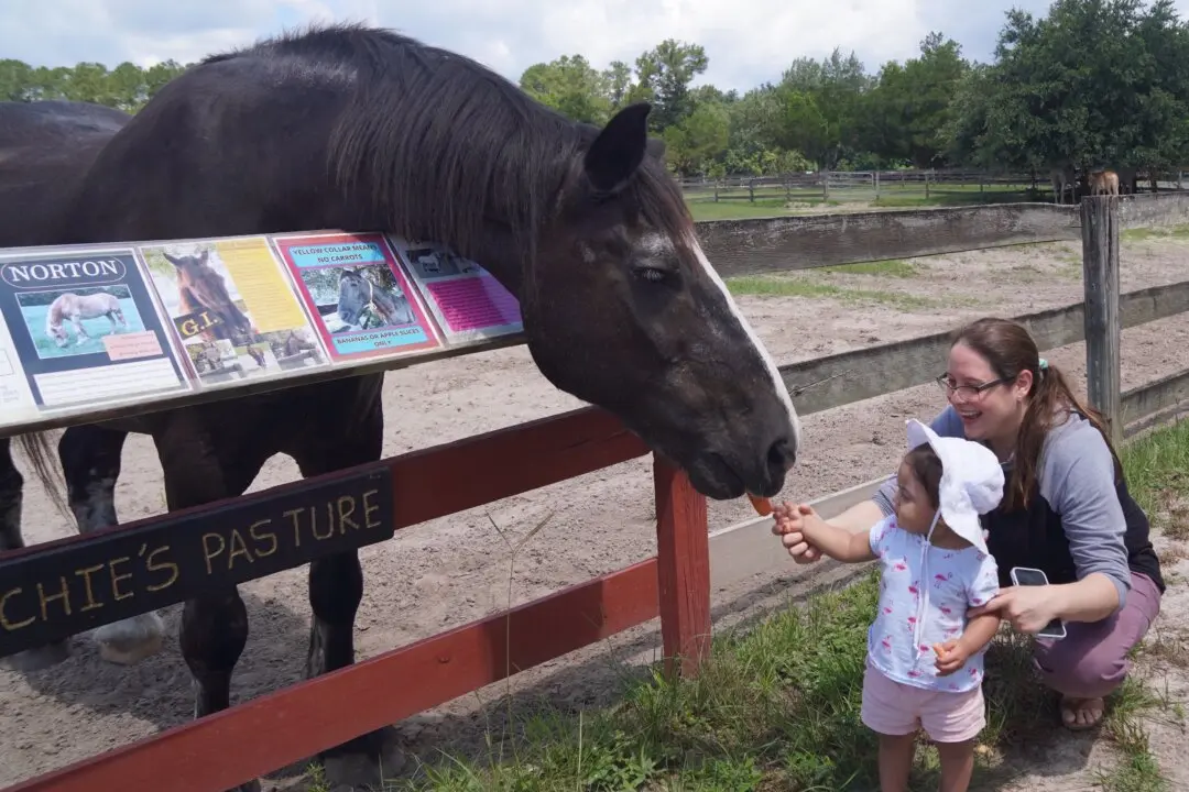 Couple Fulfills Lifelong Dream, Honors Heroic Horses with Forever Home