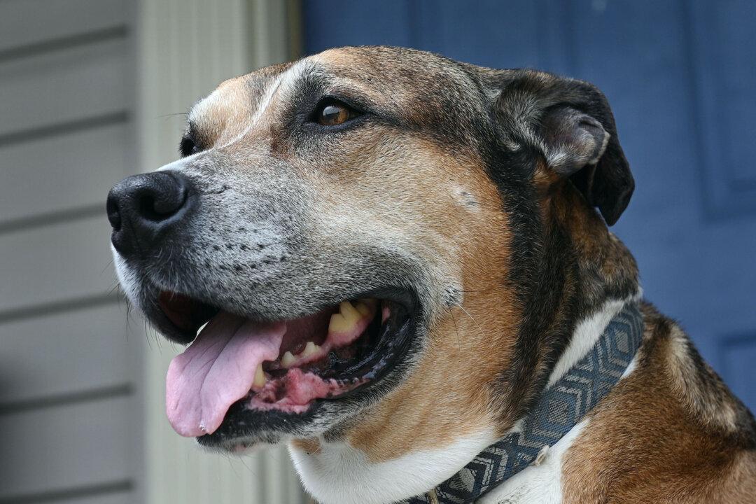 Pets for Patriots Finds Homes for Shelter Dogs and Cats With Veterans