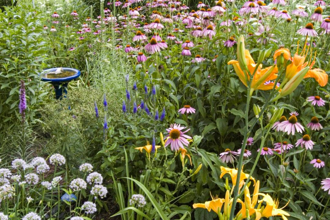 How to Attract Pollinators: 6 Must-Have Plants
