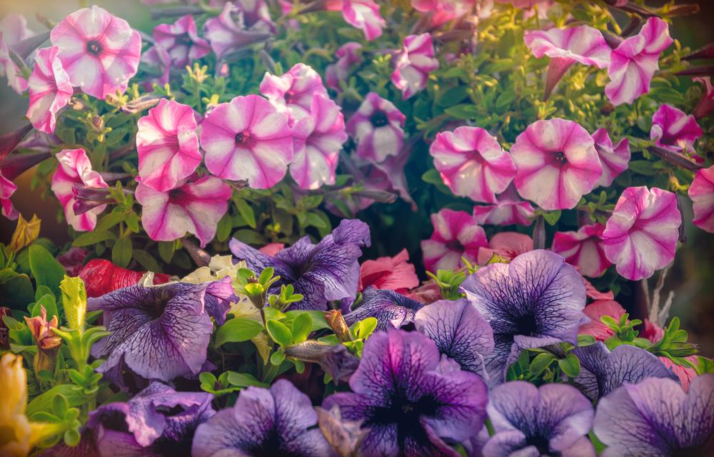 What’s the Difference Between Annual and Perennial Plants?