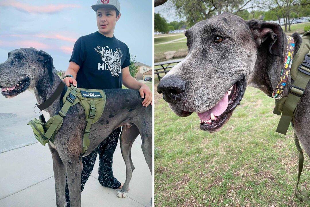 Towering Great Dane ‘Zeus’ Claims Record for ’World’s Tallest Dog Living,' Guinness Confirms
