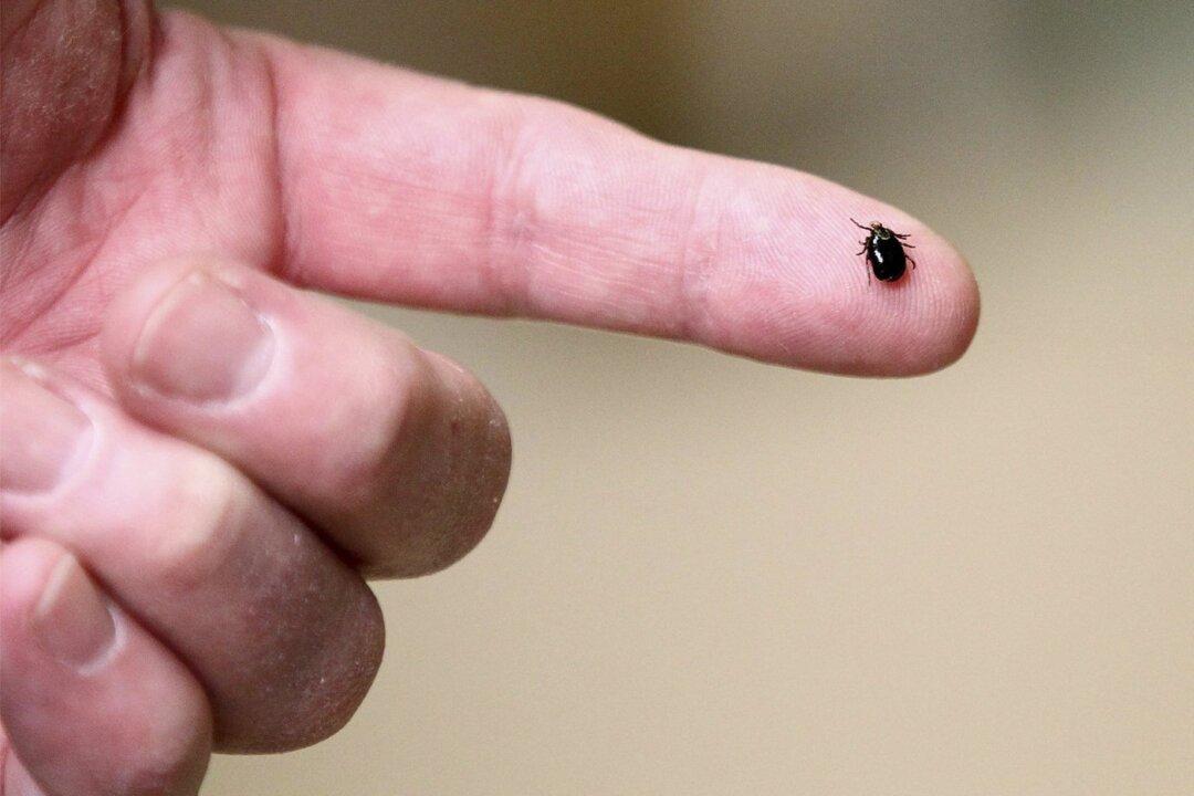 Tick-Borne Brain Disease Virus Found in 4 Areas: UKHSA