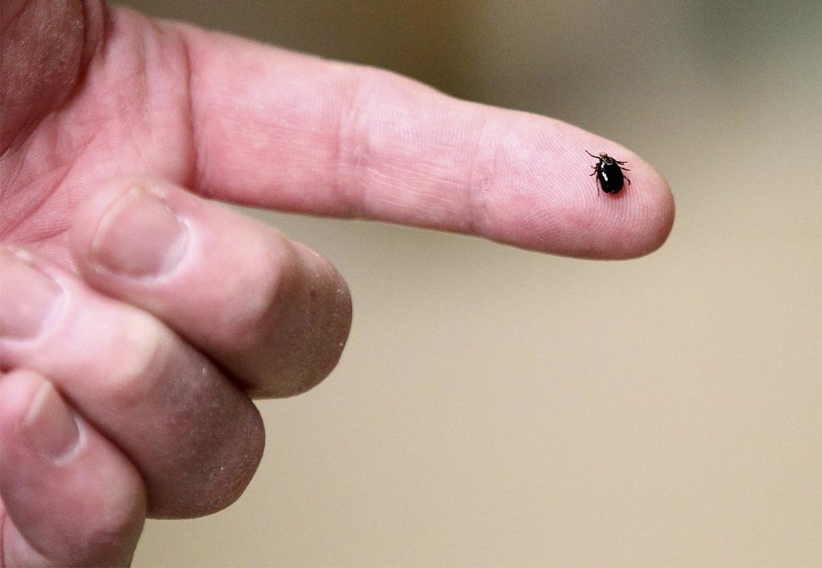 Tick-Borne Brain Disease Virus Found in 4 Areas: UKHSA