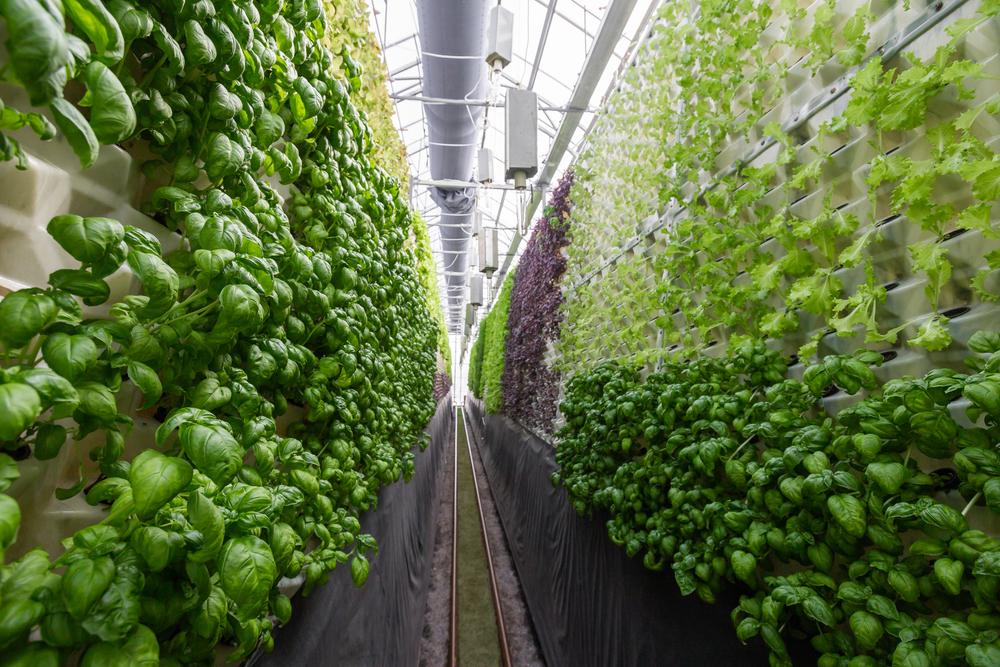 Give Much – If, Frankly, Any – Thought to Vertical Farming?