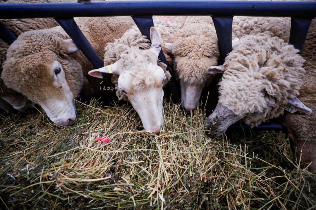 US Sheep Herders Sue Employers for Cartel-Like Wage Suppression