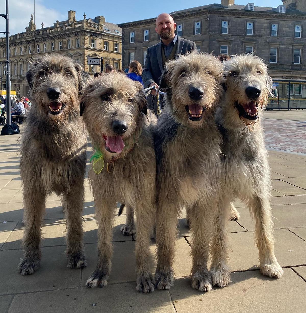 (Courtesy of <a href="https://www.instagram.com/austonley_irish_wolfhounds/">Austonley Irish Wolfhounds</a>)