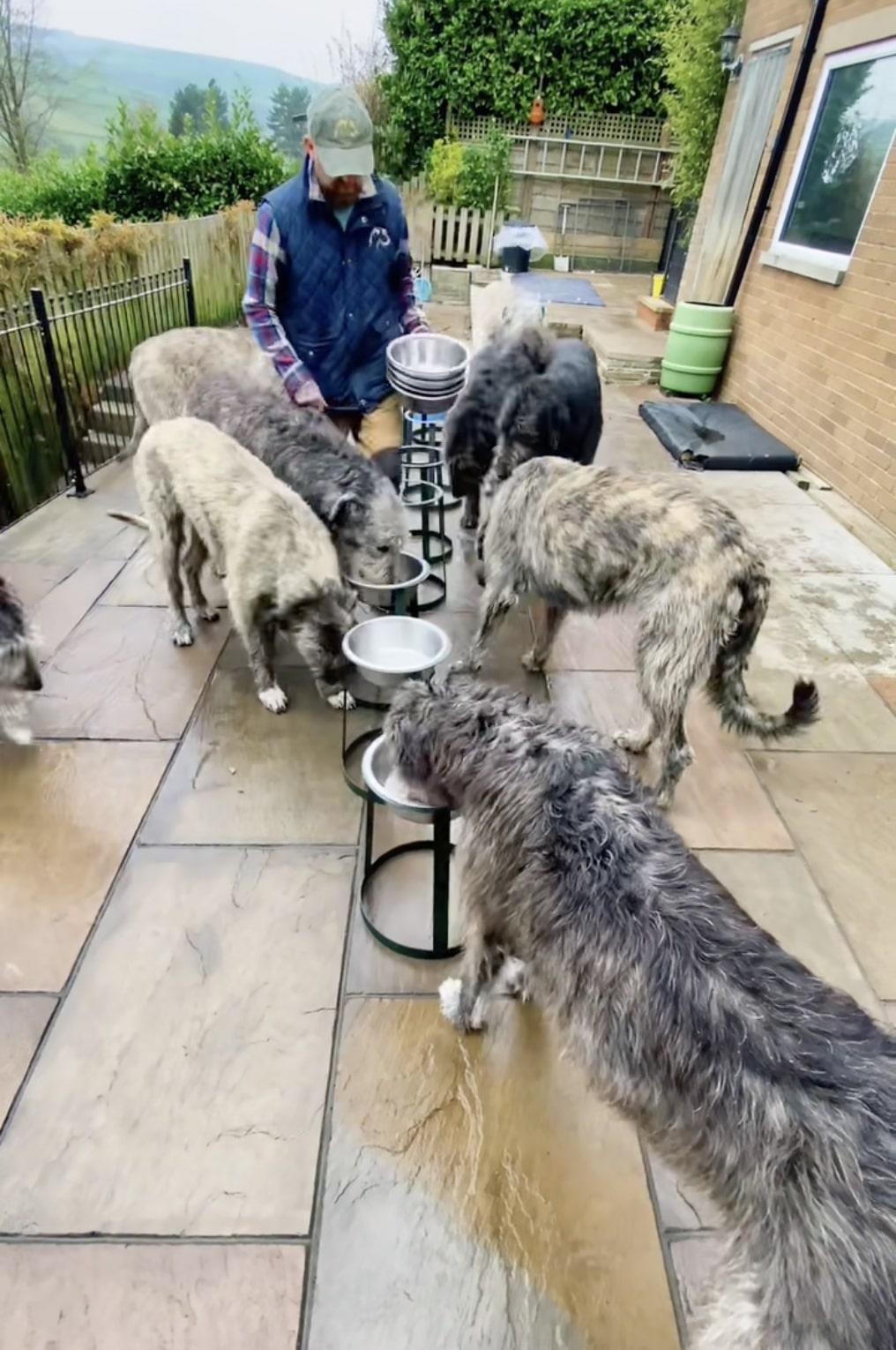(Courtesy of <a href="https://www.instagram.com/austonley_irish_wolfhounds/">Austonley Irish Wolfhounds</a>)