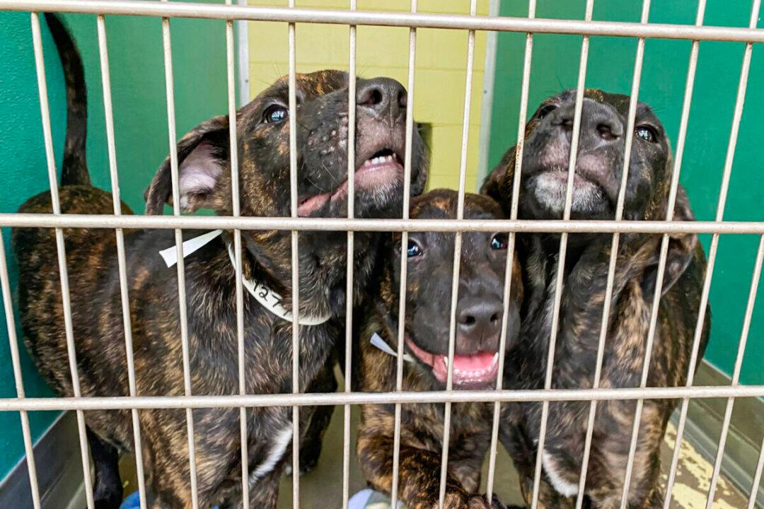 Soaring Cost of Living Causes Spike in Number of Pets Being Abandoned, Surrendered to Shelters