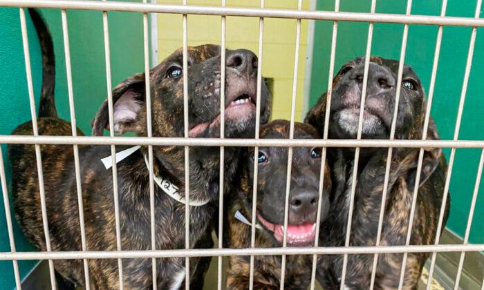 Soaring Cost of Living Causes Spike in Number of Pets Being Abandoned, Surrendered to Shelters