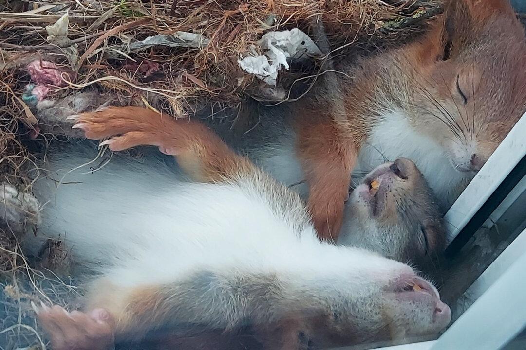 Photos: German Photographer Spots Cutest Baby Squirrels Napping on Windowsill