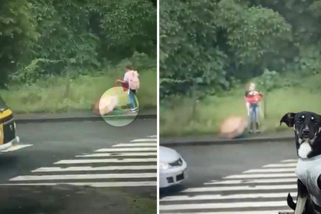 Touching VIDEO: 12-Year-Old Girl Sees Lost, Injured Puppy in the Rain, Takes Off Her Jacket to Rescue Her