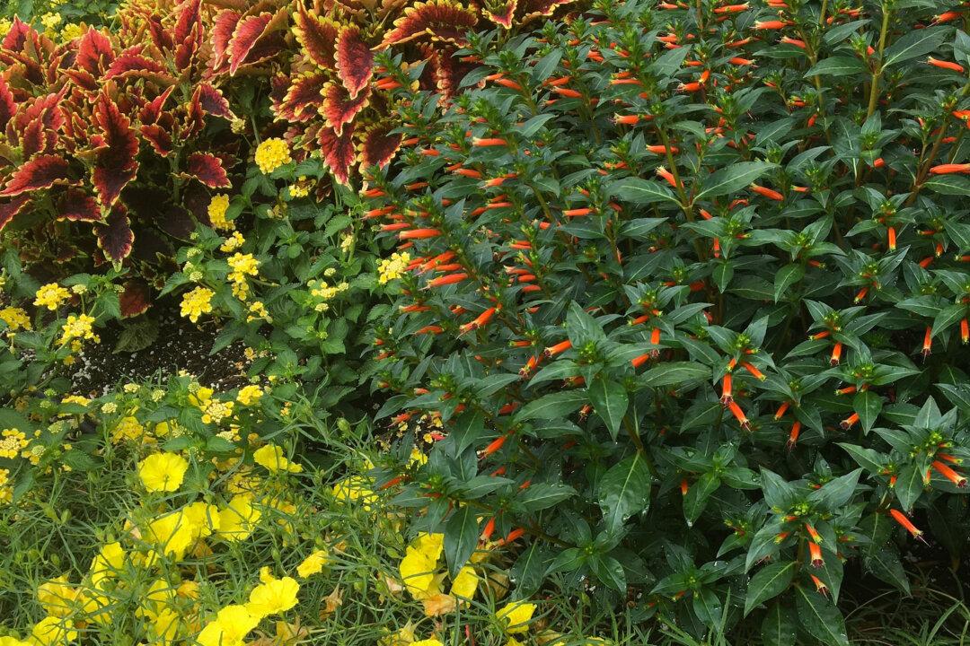 On Gardening: Ladybird Primroses Make Their Debut