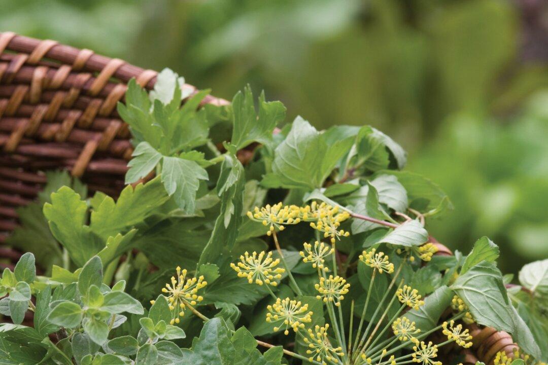 Plant an Herb Garden