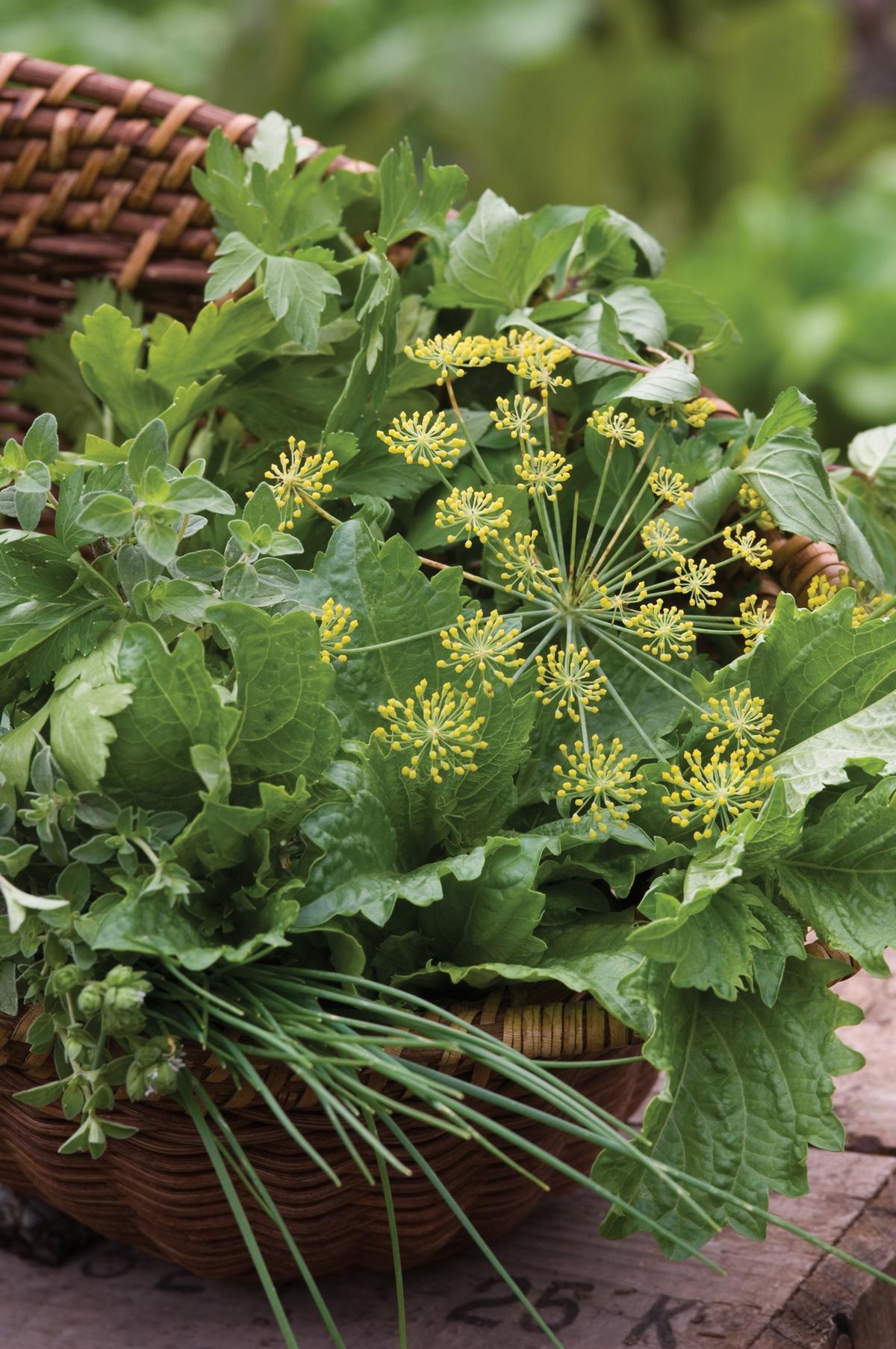 Plant an Herb Garden