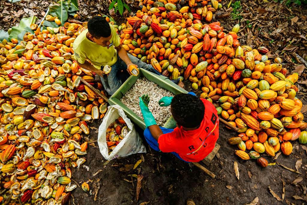 How Brazil Is Saving the World From a Catastrophic Food Crisis