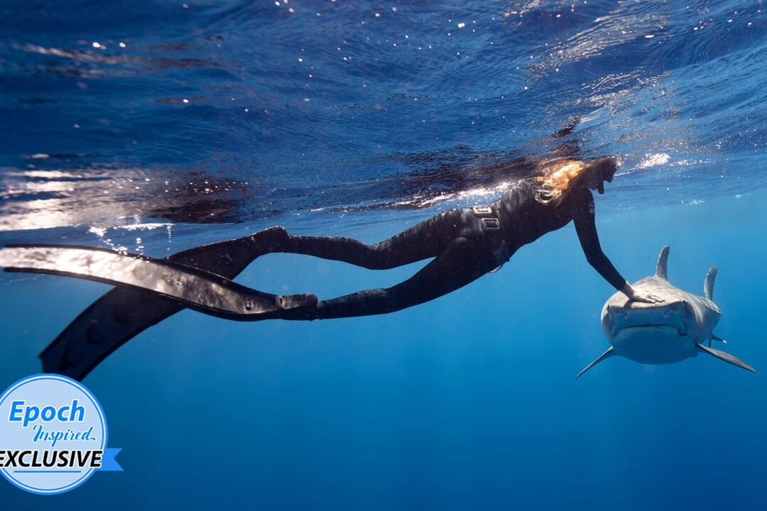 Shark Diver Shares Tips on What to Do When a Shark Approaches You in the Water