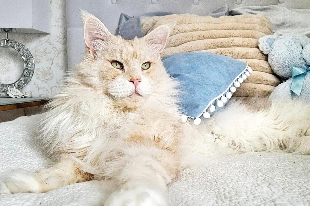 Meet Lotus, the Majestic 22-Pound Maine Coon Cat Who Is ‘Everything’ to His Owner