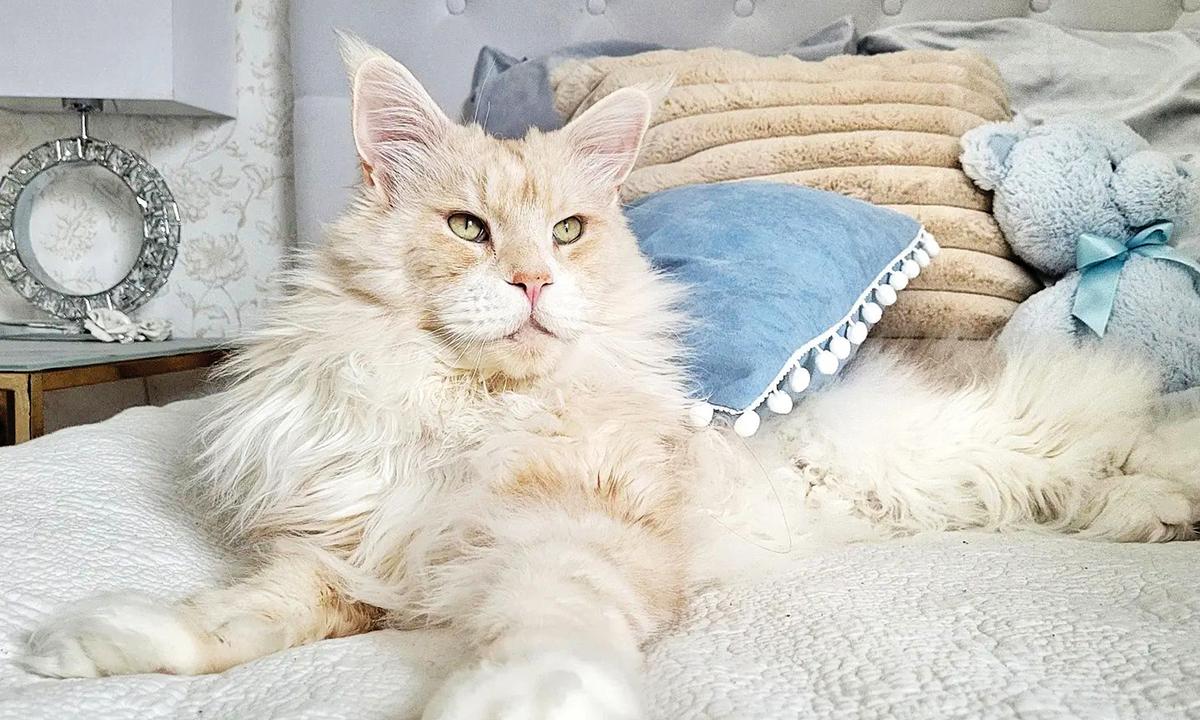 Meet Lotus, the Majestic 22-Pound Maine Coon Cat Who Is ‘Everything’ to His Owner