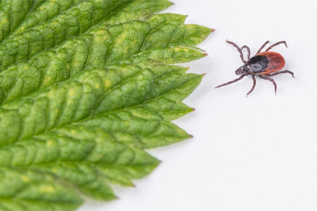 The Politics of Natural Infection