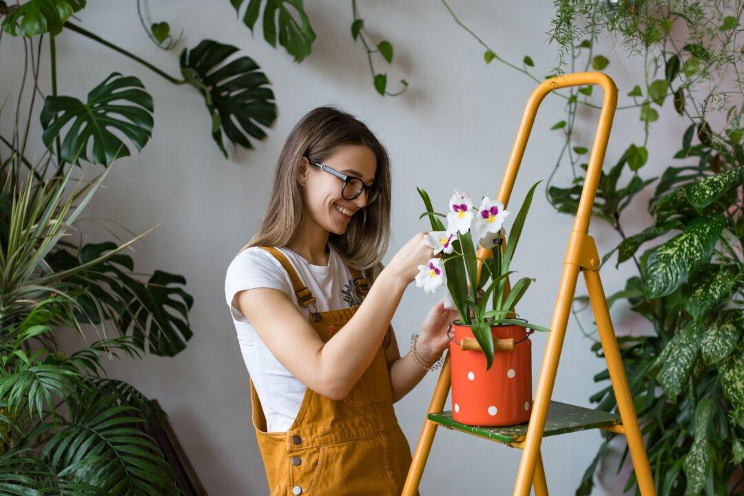 The Therapeutic Effects of Houseplants