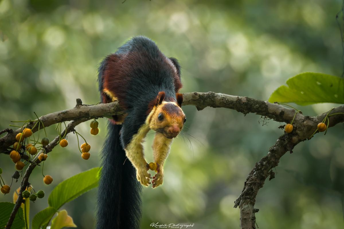 (Courtesy of <a href="https://www.facebook.com/kaushikphotographs">Kaushik Vijayan</a>)