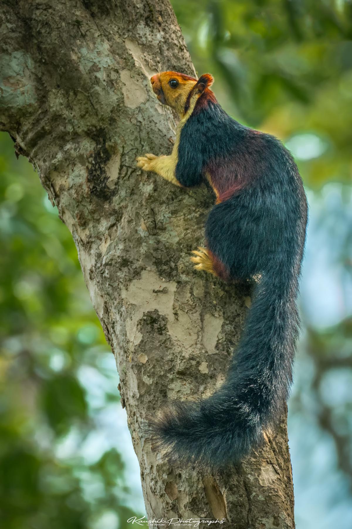 (Courtesy of <a href="https://www.facebook.com/kaushikphotographs">Kaushik Vijayan</a>)