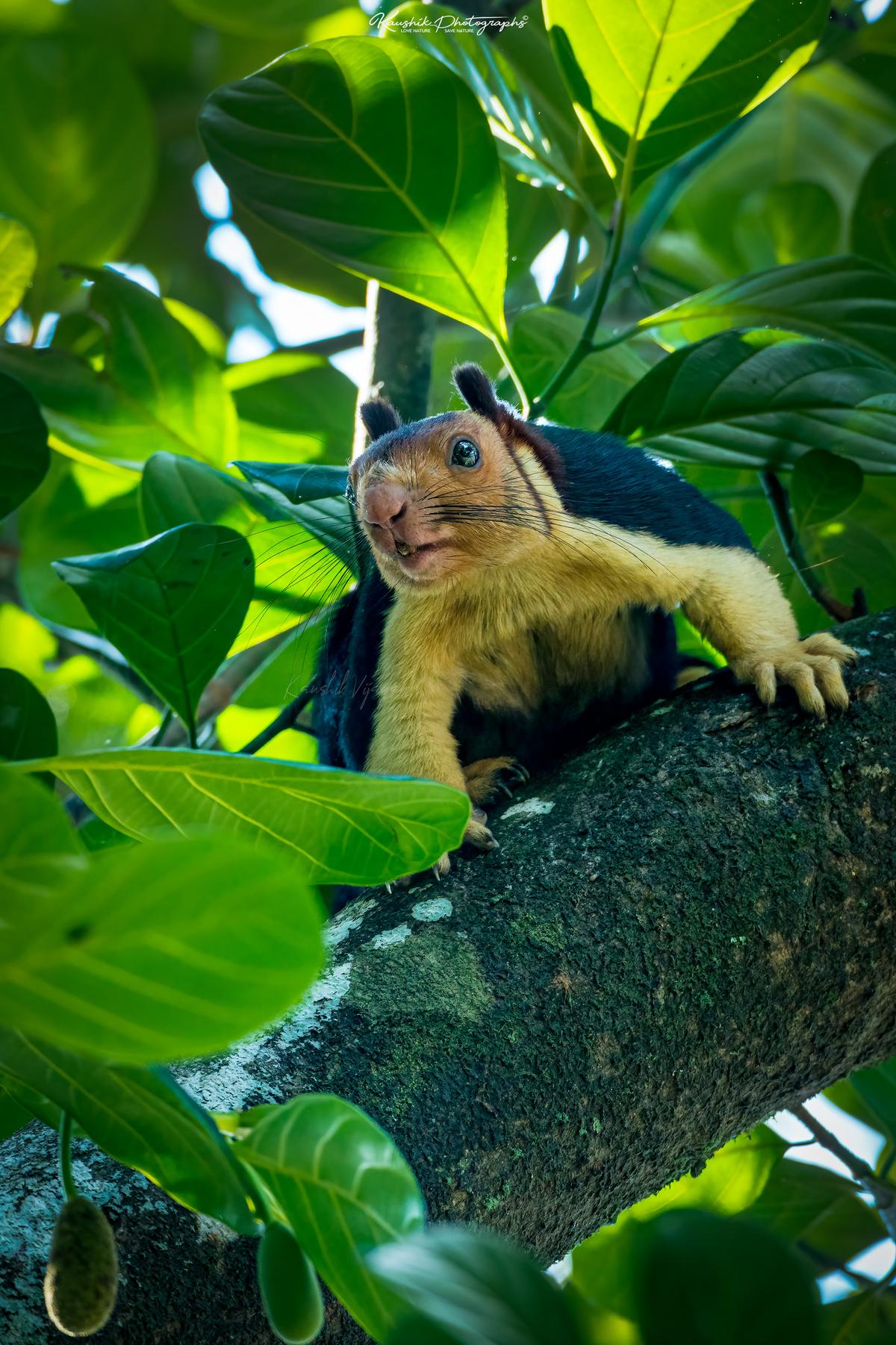 (Courtesy of <a href="https://www.facebook.com/kaushikphotographs">Kaushik Vijayan</a>)