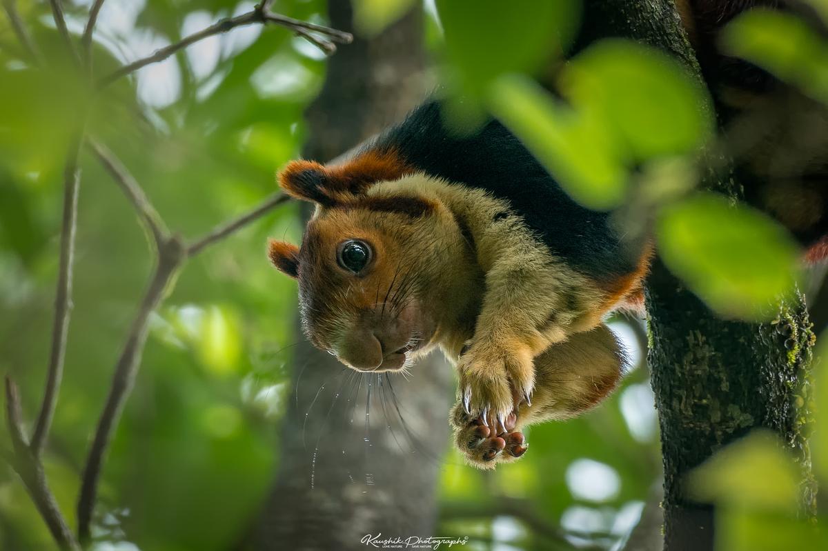 (Courtesy of <a href="https://www.facebook.com/kaushikphotographs">Kaushik Vijayan</a>)