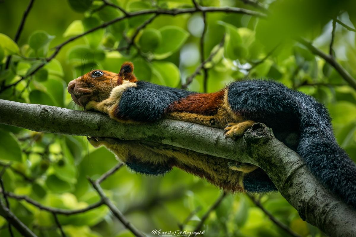 (Courtesy of <a href="https://www.facebook.com/kaushikphotographs">Kaushik Vijayan</a>)