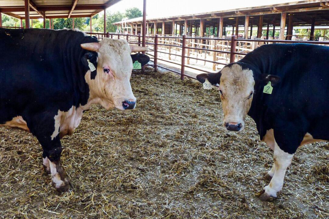 Consumer Confidence Warning Over ‘Frankenscience’ Gene-Edited Animal Plans in England