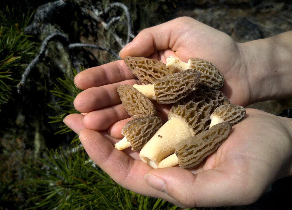 In Pursuit of the Phoenix of the Fungi World: Morels