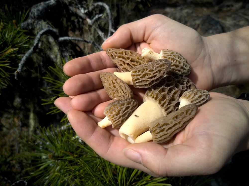 In Pursuit of the Phoenix of the Fungi World: Morels
