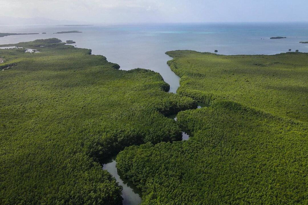 Newly Discovered Giant Bacteria Challenges Previous Biological Understanding