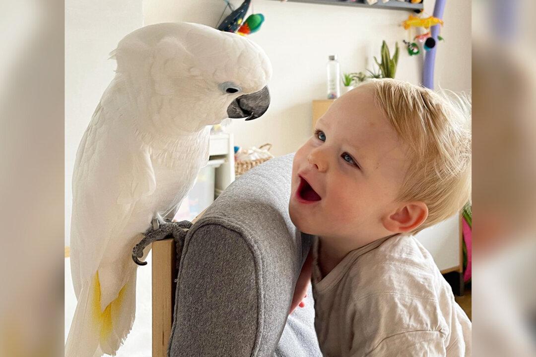 VIDEO: Cockatoo Jealous of Owner’s Baby Son Finally Falls in Love, Now They Do Everything Together