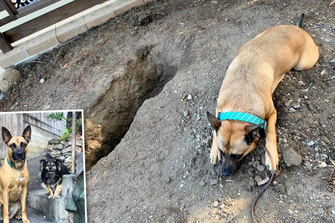 Dog Bids Emotional Farewell to Her Senior Canine Best Friend After He Passes Away