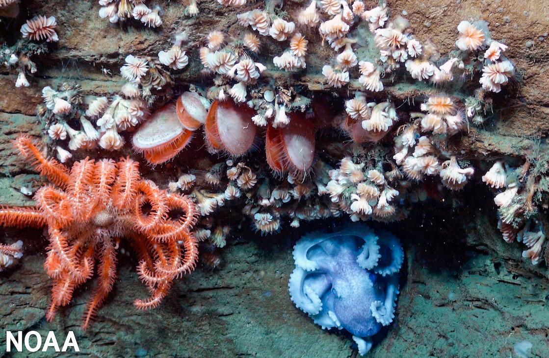 Biden Admin Announces Plan to Conserve Largest Underwater Canyon Along US Atlantic Coast