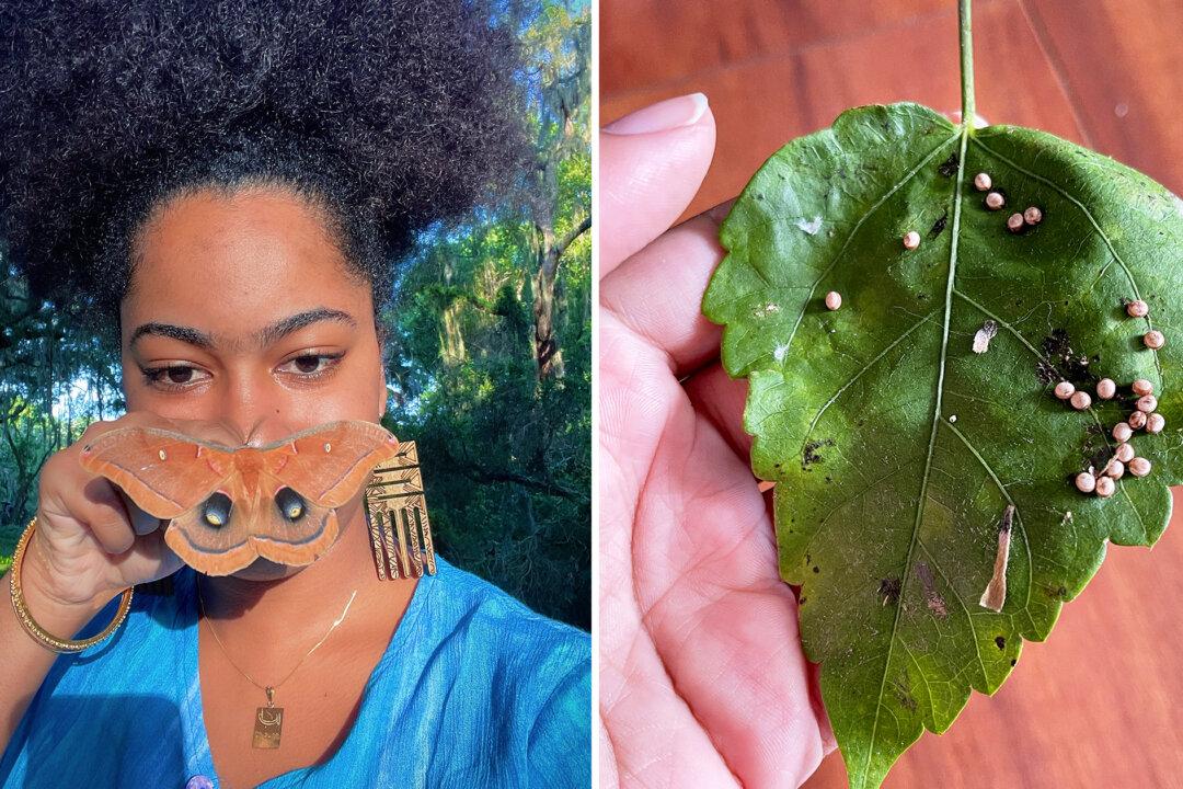 Woman Spends a Day With a Female Moth, Cares for Her 200 Eggs When She Flies Away